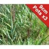 Common Reed (Phragmites australis) - Premium Pond Plant for Natural Filtration