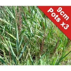 Common Reed (Phragmites australis) - Premium Pond Plant for Natural Filtration