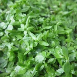 5 Bunches of Common Water Starwort (Callitriche autumnalis) - Oxygenating Pond Plants for Healthy Water Gardens
