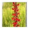 Queen Victoria Lobelia fulgens - Vibrant Pond Plant for Water Gardens