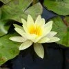Nymphaea 'Marliacea Chromatella' | Hardy Yellow Water Lily for Ponds