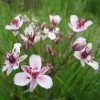 Flowering Rush (Butomus umbellatus) - Hardy Pond Plant for Water Gardens -September Plants Shop PL0769 main image cc45