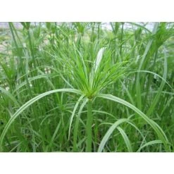 1L Papyrus Plant (Cyperus papyrus) - Perfect for Ponds and Water Gardens -September Plants Shop PL0782 add image 1 9a89