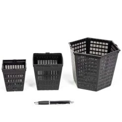 1L Papyrus Plant (Cyperus papyrus) - Perfect for Ponds and Water Gardens -September Plants Shop PL0782 add image 2 2081