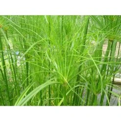 1L Papyrus Plant (Cyperus papyrus) - Perfect for Ponds and Water Gardens
