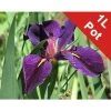 Louisiana Iris 'Black Gamecock' - Premium Pond Plant for Water Gardens -September Plants Shop PL0804 main image bb20