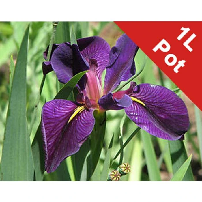 Louisiana Iris 'Black Gamecock' - Premium Pond Plant for Water Gardens 3 Louisiana Iris 'Black Gamecock' - Premium Pond Plant for Water Gardens