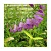1L Obedient Plant (Physostegia virginiana) - Hardy Pond Plant for Water Gardens