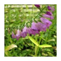 1L Obedient Plant (Physostegia virginiana) - Hardy Pond Plant for Water Gardens