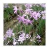 Society Garlic (Tulbaghia violacea) - Hardy Pond Plant for Water Gardens -September Plants Shop PL0937 main image a4d5