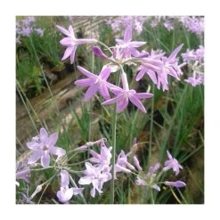Society Garlic (Tulbaghia violacea) - Hardy Pond Plant for Water Gardens