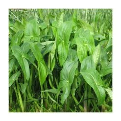 Wapato (Sagittaria latifolia) - Premium Pond Plant for Natural Water Gardens