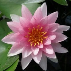 Nymphaea 'Hollandia' Water Lily | Hardy Pond Plant for Stunning Water Gardens -September Plants Shop PL0970 add image 1 3a4b