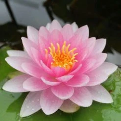Nymphaea 'Hollandia' Water Lily | Hardy Pond Plant for Stunning Water Gardens -September Plants Shop PL0970 add image 2 d465