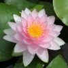 Nymphaea 'Hollandia' Water Lily | Hardy Pond Plant for Stunning Water Gardens -September Plants Shop PL0970 main image 67db