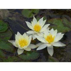 Nymphaea pygmaea 'Helvola' | Dwarf Water Lily for Ponds | Hardy Pond Plant -September Plants Shop PL0973 add image 1 1fcc