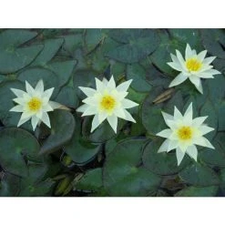 Nymphaea pygmaea 'Helvola' | Dwarf Water Lily for Ponds | Hardy Pond Plant -September Plants Shop PL0973 add image 2 a965