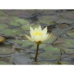 Nymphaea pygmaea 'Helvola' | Dwarf Water Lily for Ponds | Hardy Pond Plant -September Plants Shop PL0973 add image 3 4569