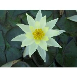 Nymphaea pygmaea 'Helvola' | Dwarf Water Lily for Ponds | Hardy Pond Plant -September Plants Shop PL0973 add image 4 7ba9