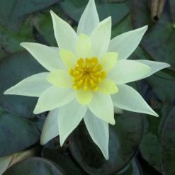 Nymphaea pygmaea 'Helvola' | Dwarf Water Lily for Ponds | Hardy Pond Plant