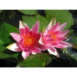Nymphaea pygmaea 'Rubra' | Red Dwarf Water Lily for Ponds | Hardy Aquatic Plant -September Plants Shop PL0974 add image 1 3f55