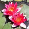 Nymphaea pygmaea 'Rubra' | Red Dwarf Water Lily for Ponds | Hardy Aquatic Plant -September Plants Shop PL0974 main image f9bb