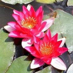 Nymphaea pygmaea 'Rubra' | Red Dwarf Water Lily for Ponds | Hardy Aquatic Plant