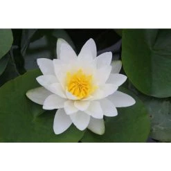 Nymphaea Virginalis | Hardy Water Lily for Ponds | Beautiful Blooming Aquatic Plant -September Plants Shop PL0976 add image 1 9d07