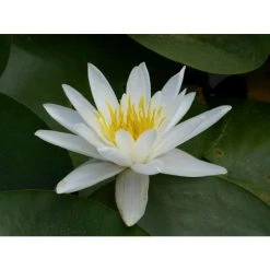 Nymphaea 'Alba' Water Lily | Hardy Pond Plant for Stunning Water Gardens -September Plants Shop PL0982 add image 2 8f39