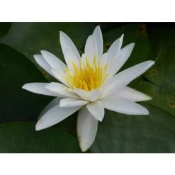 Nymphaea 'Alba' Water Lily | Hardy Pond Plant for Stunning Water Gardens -September Plants Shop PL0982 add image 3 0a19