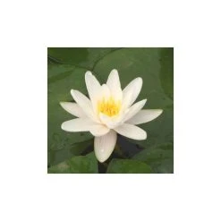 Nymphaea 'Alba' Water Lily | Hardy Pond Plant for Stunning Water Gardens -September Plants Shop PL0982 add image 4 a660