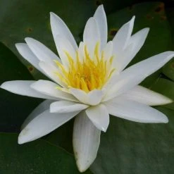 Nymphaea 'Alba' Water Lily | Hardy Pond Plant for Stunning Water Gardens