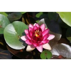 Nymphaea 'Almost Black' Water Lily | Rare Dark Bloom Pond Plant -September Plants Shop PL0984 add image 1 5c00