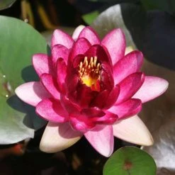 Nymphaea 'Almost Black' Water Lily | Rare Dark Bloom Pond Plant