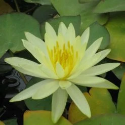 Large Water Lily 'Colonel A.J. Welch' - 3L Pot | Hardy Pond Plant for Stunning Water Gardens
