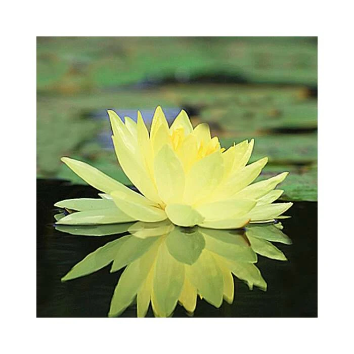 Large Water Lily 'Colonel A.J. Welch' - 3L Pot | Hardy Pond Plant for Stunning Water Gardens 4 Large Water Lily 'Colonel A.J. Welch' - 3L Pot | Hardy Pond Plant for Stunning Water Gardens - Image 2