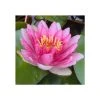 Large Water Lily 'Conqueror' Nymphaea 'Conqueror' - 3L Pot | Stunning Pond Plant for Water Gardens -September Plants Shop PL0996 main image 46b9