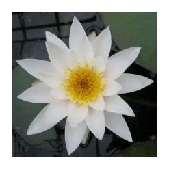 Nymphaea 'Gladstoniana' Water Lily | Hardy Pond Plant for Stunning Water Gardens -September Plants Shop PL1001 add image 1 36d3