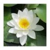 Nymphaea 'Gladstoniana' Water Lily | Hardy Pond Plant for Stunning Water Gardens