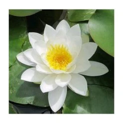 Nymphaea 'Gladstoniana' Water Lily | Hardy Pond Plant for Stunning Water Gardens