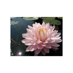 Large Water-Lily 'Gloire du Temple-sur-Lot' Nymphaea - 3L Pot | Hardy Pond Plant -September Plants Shop PL1002 add image 1 357e