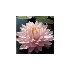 Large Water-Lily 'Gloire du Temple-sur-Lot' Nymphaea - 3L Pot | Hardy Pond Plant
