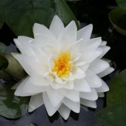 Large Double Petal White Water Lily - Nymphaea 'Gonnere' - 3L Pot | Pond Plants & Water Lilies