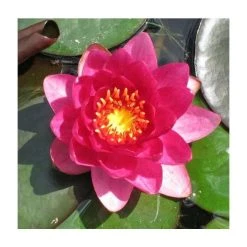 Large Water Lily 'James Brydon' Nymphaea 'James Brydon' - Hardy Pond Plant in 3L Pot