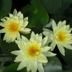 Large Water Lily 'Lemon Mist' - Nymphaea ‘Lemon Mist’ - 3L Pot | Hardy Pond Plant -September Plants Shop PL1012 add image 1 b38e
