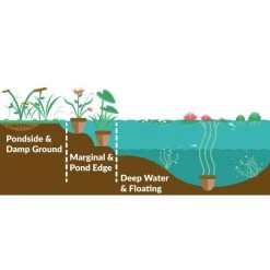 Large Water Lily 'Lemon Mist' - Nymphaea ‘Lemon Mist’ - 3L Pot | Hardy Pond Plant -September Plants Shop PL1012 add image 2 afb5