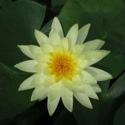 Large Water Lily 'Lemon Mist' - Nymphaea ‘Lemon Mist’ - 3L Pot | Hardy Pond Plant