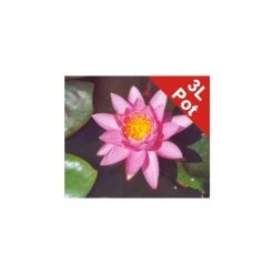 Large Double Petal Water Lily 'Madamme Wilfron Gonnere' - 3L Pot | Pond Plants & Water Lilies