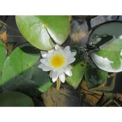 Large Water Lily 'Marliacea Albida' - 3L Pot | Hardy Pond Plant for Stunning Water Gardens -September Plants Shop PL1015 add image 1 28bb