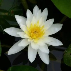 Large Water Lily 'Marliacea Albida' - 3L Pot | Hardy Pond Plant for Stunning Water Gardens